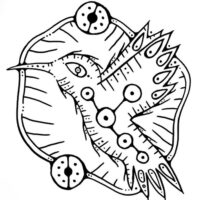 Image of a bird.